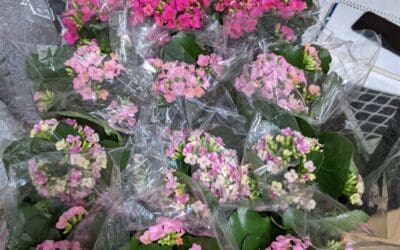 Buying Wholesale Flowers: 4 Key Tips